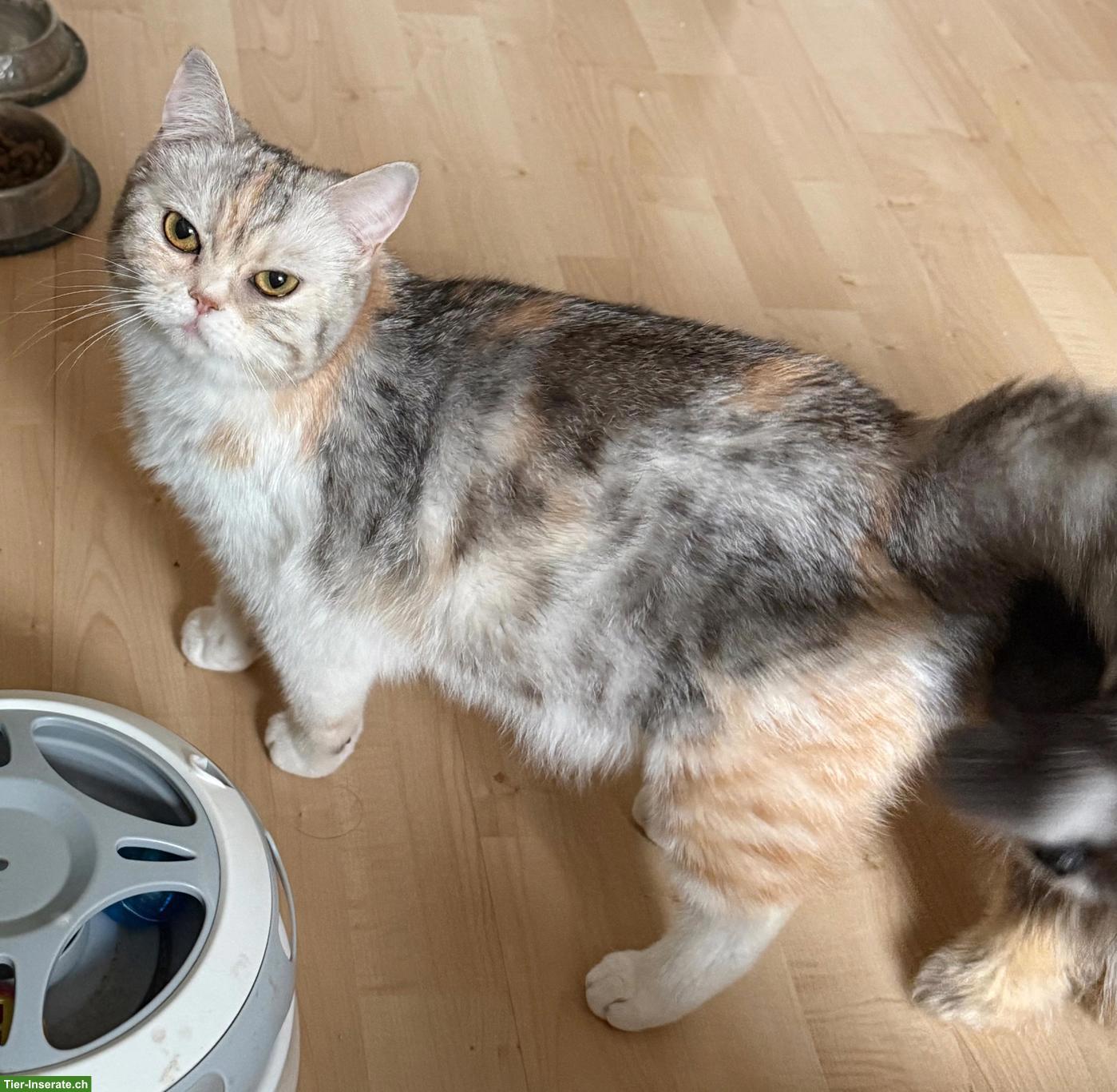 Liebe BKH Katze, 1-jährig, ganz anhänglich, sucht Zuhause