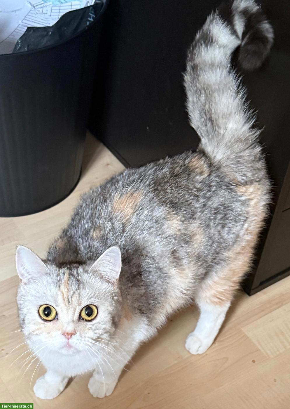 Bild 2: Liebe BKH Katze, 1-jährig, ganz anhänglich, sucht Zuhause