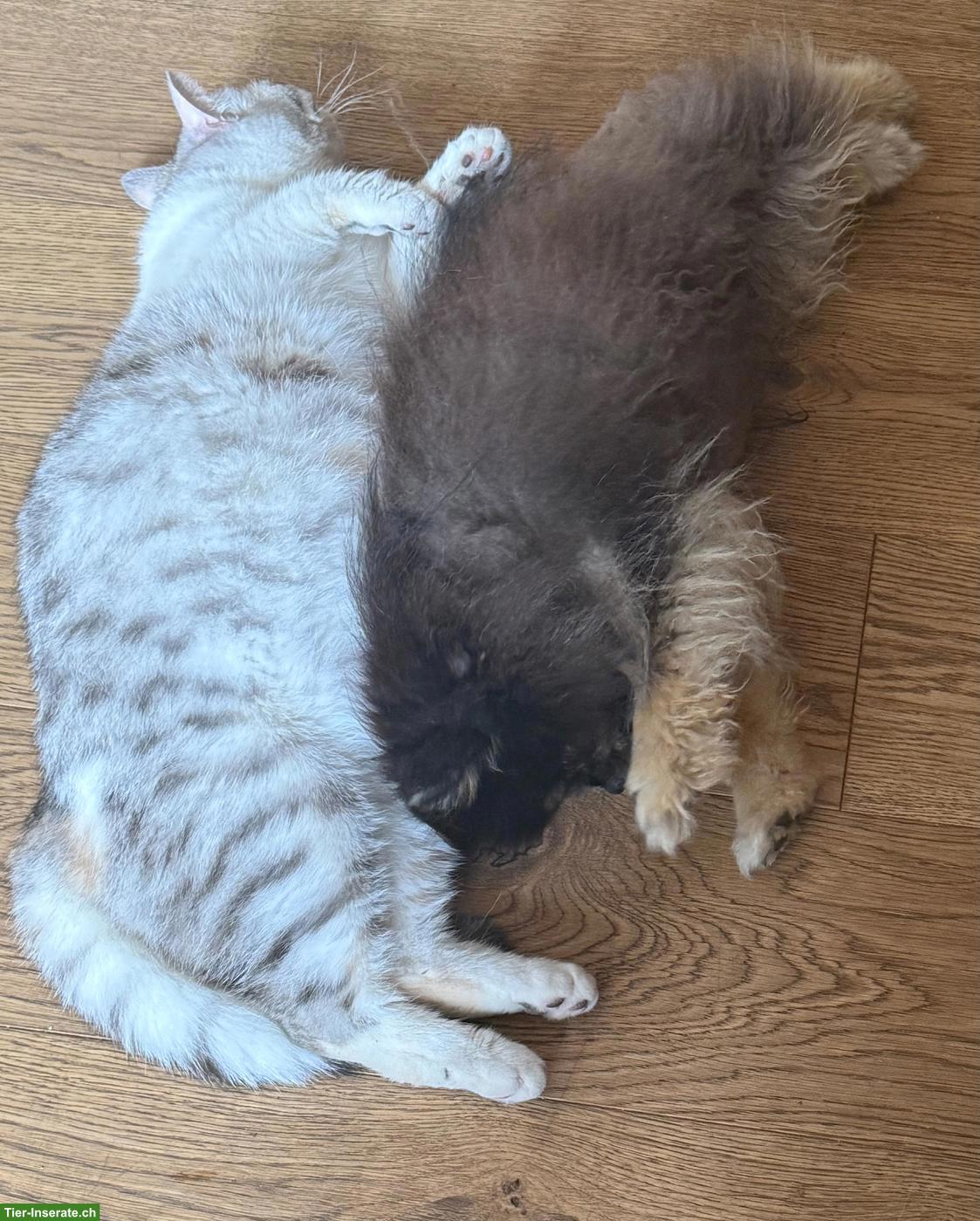 Bild 3: Liebe BKH Katze, 1-jährig, ganz anhänglich, sucht Zuhause