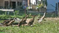 Junge Laufenten suchen Zuhause mit Freigang und Teich