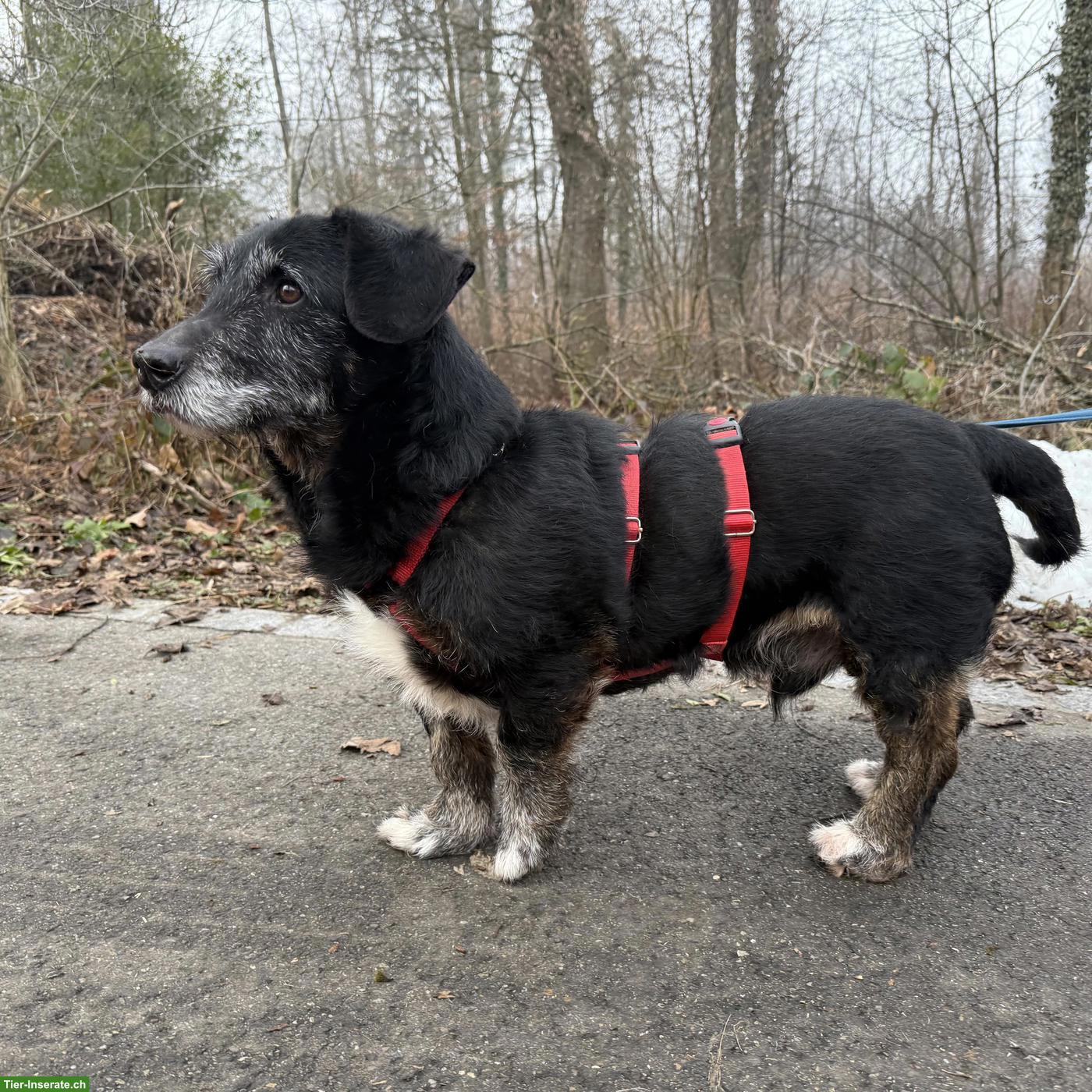 Mischlingsrüde Rexi, aktiver Senior