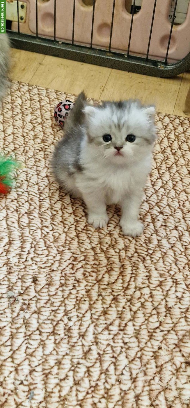 Perser Kater Kitten suchen ein Zuhause