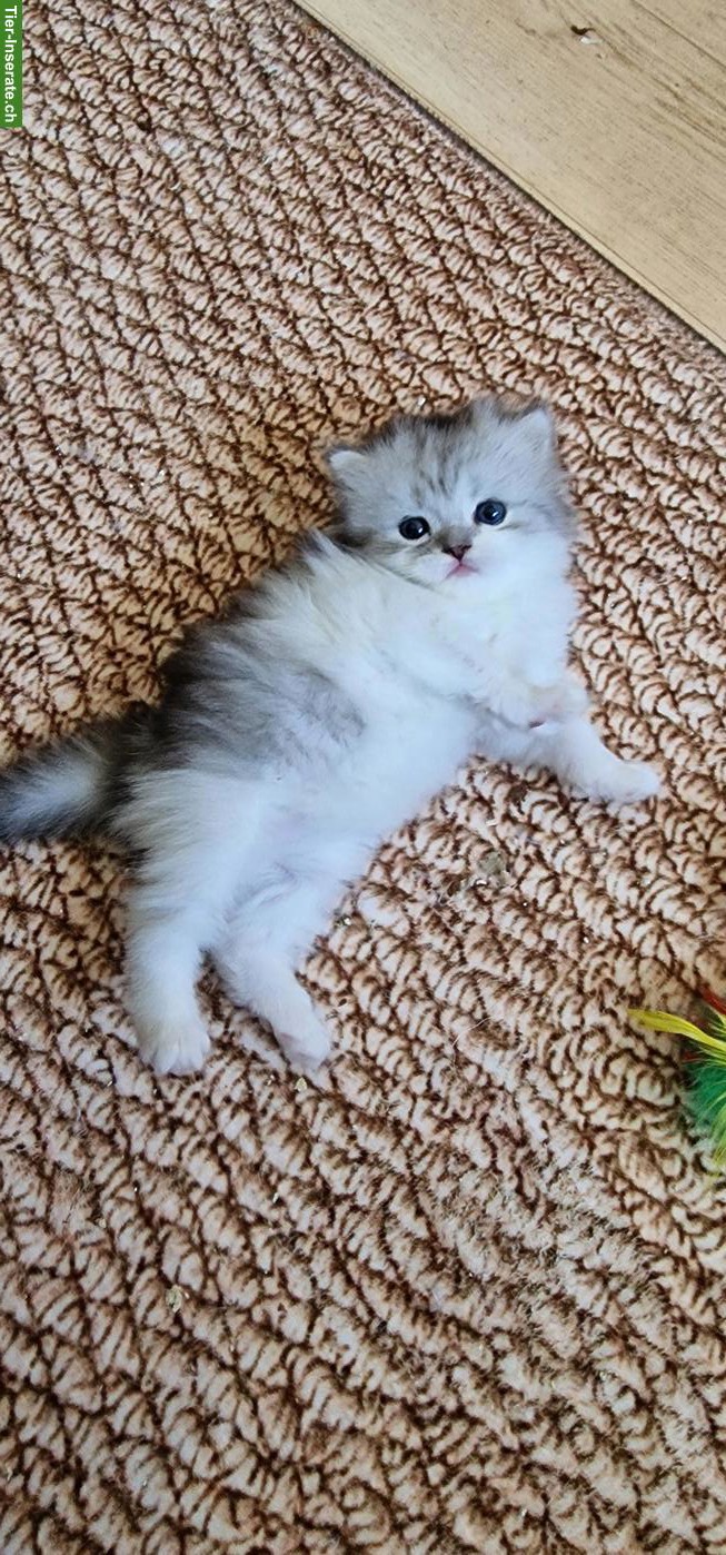 Bild 2: Perser Kater Kitten suchen ein Zuhause