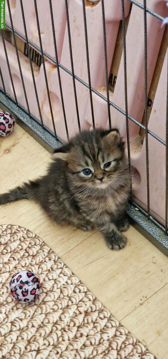 Bild 3: Perser Kater Kitten suchen ein Zuhause