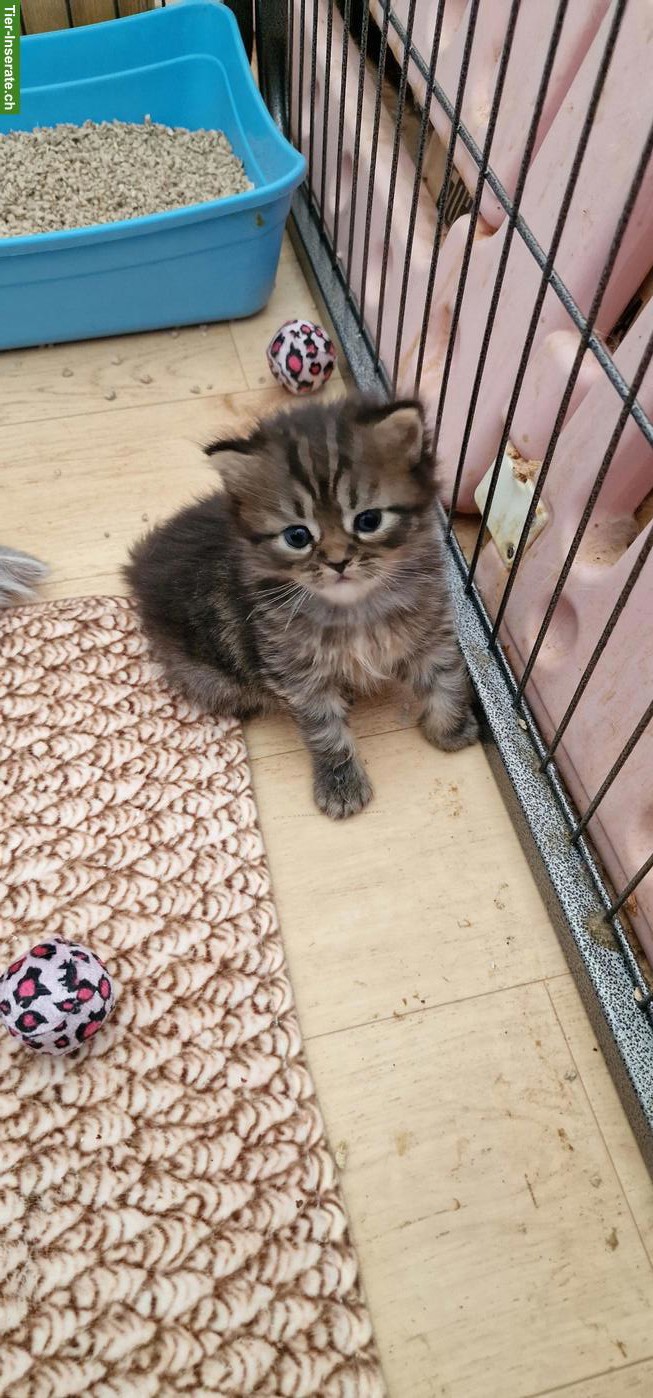 Bild 4: Perser Kater Kitten suchen ein Zuhause
