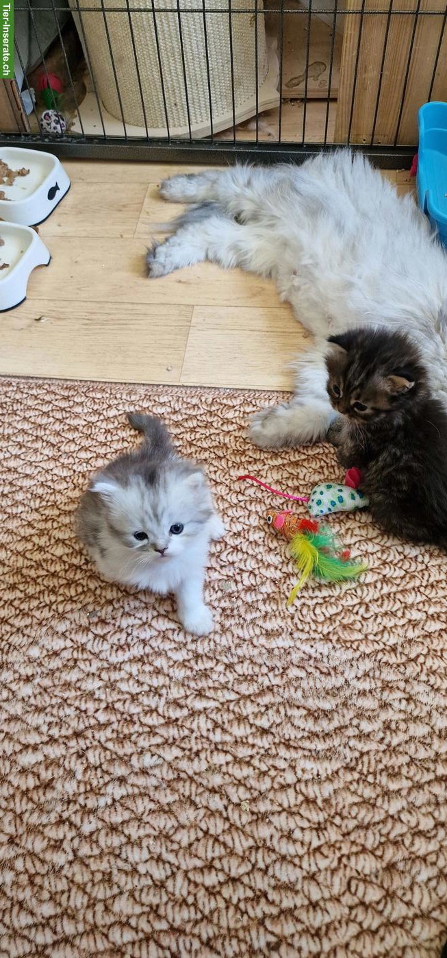 Bild 5: Perser Kater Kitten suchen ein Zuhause