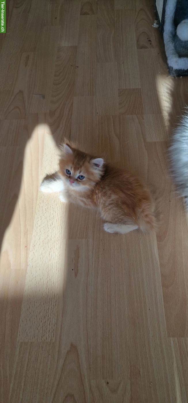 Bild 6: Perser Kitten suchen ein Zuhause