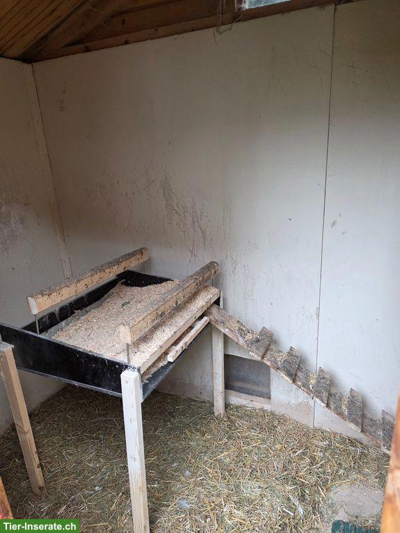 Bild 3: GRATIS: Hühnerstall mit automatischem Türöffner