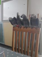 Graupapagei Männchen zu verkaufen