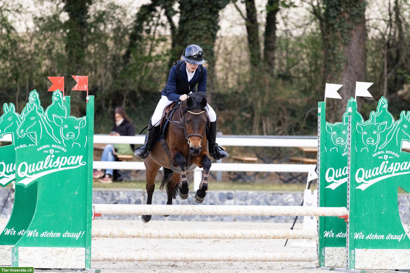 Suche Reitbeteiligung auf einem Sportpferd