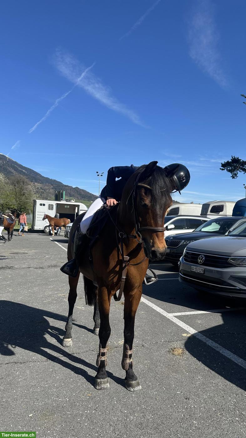 Bild 2: Suche Reitbeteiligung auf einem Sportpferd
