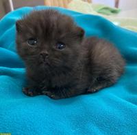 Unsere BKH Kitten suchen ihre neue Familie