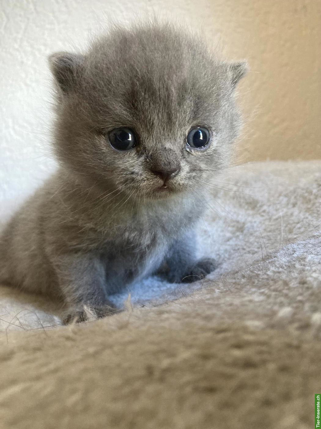 Bild 2: Unsere BKH Kitten suchen ihre neue Familie