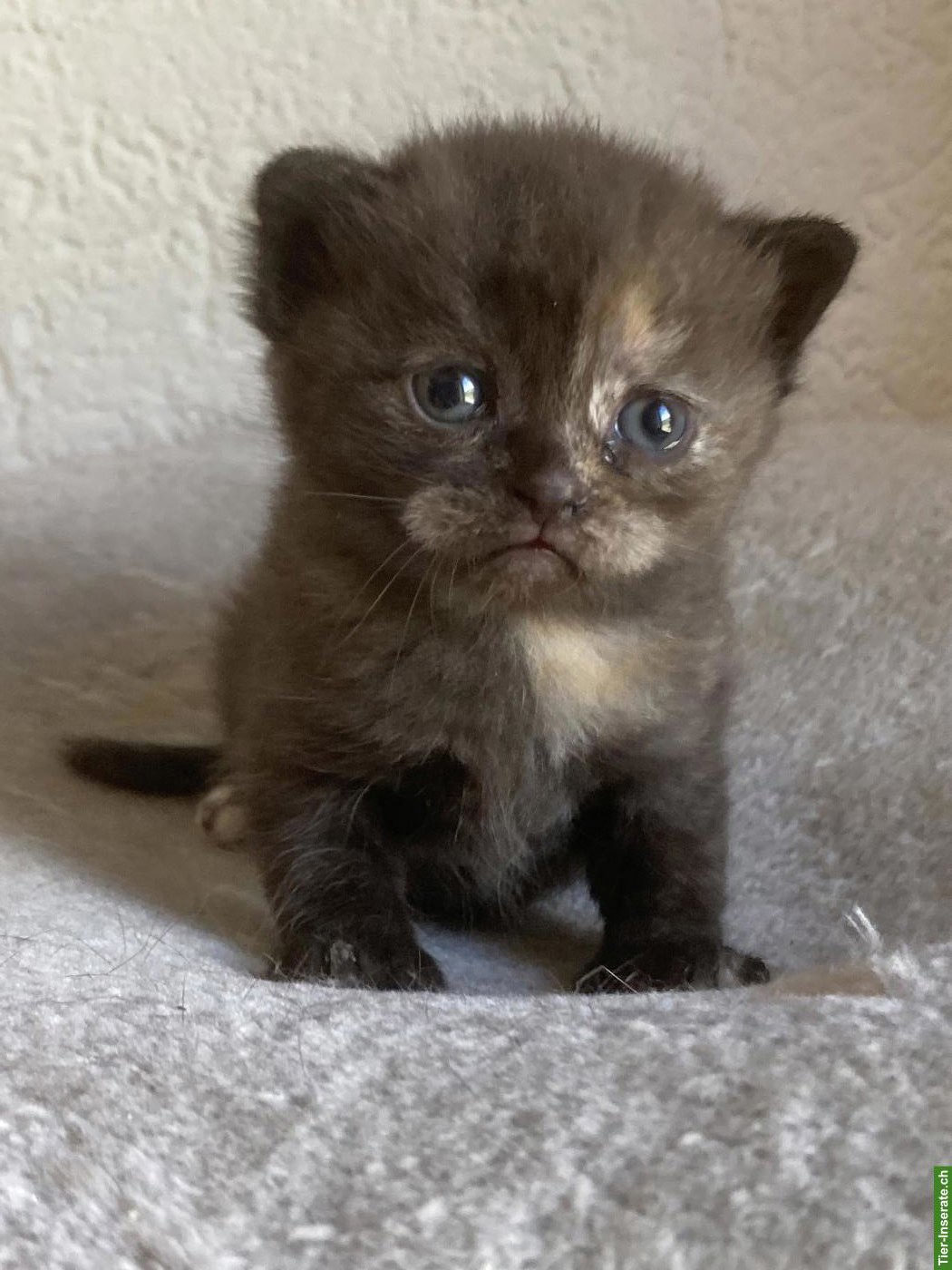 Bild 3: Unsere BKH Kitten suchen ihre neue Familie