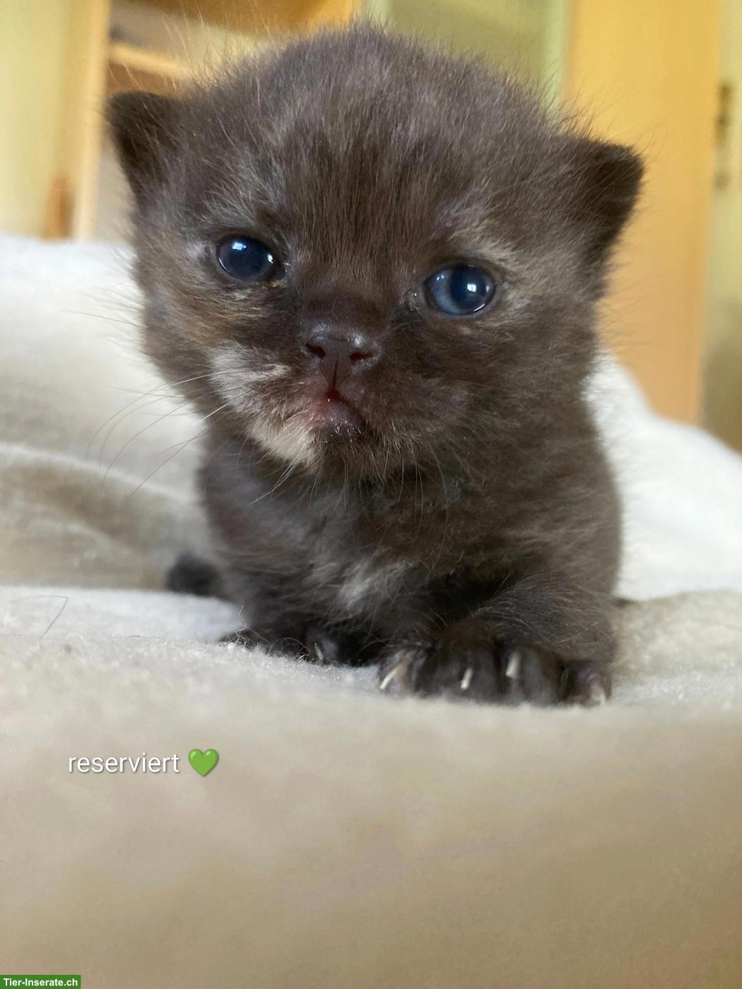 Bild 4: Unsere BKH Kitten suchen ihre neue Familie
