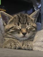 3 süsse Kitten suchen ihr Zuhause
