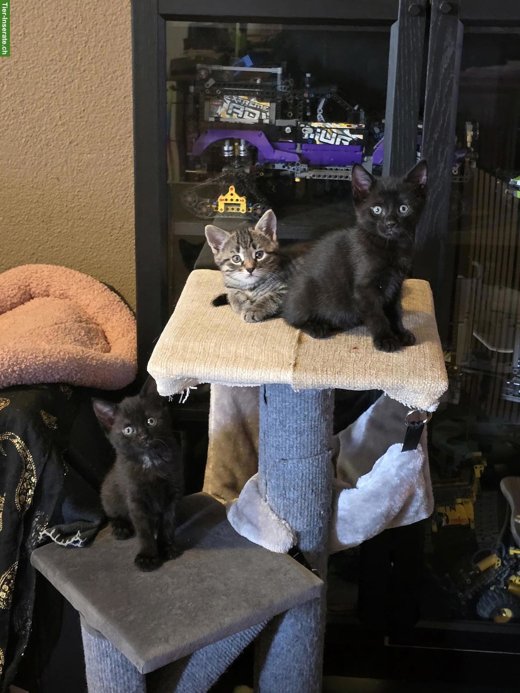 Bild 2: 3 süsse Kitten suchen ihr Zuhause