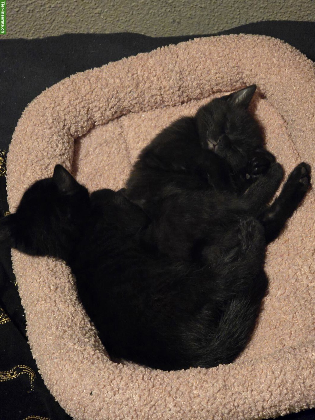 Bild 3: 3 süsse Kitten suchen ihr Zuhause