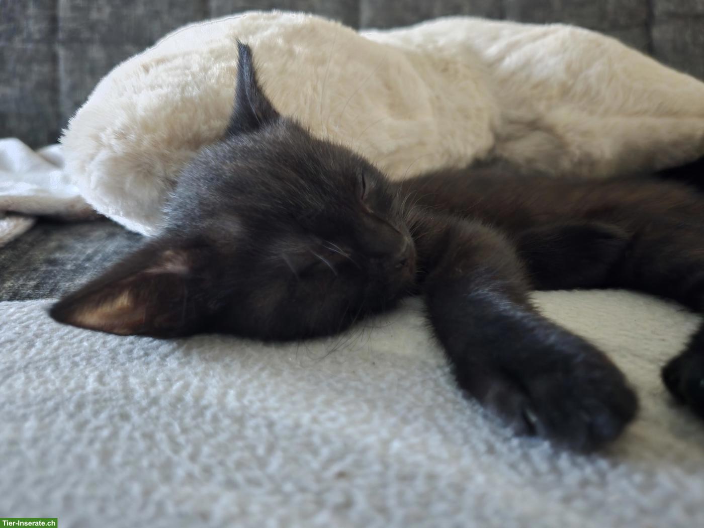 Bild 4: 3 süsse Kitten suchen ihr Zuhause