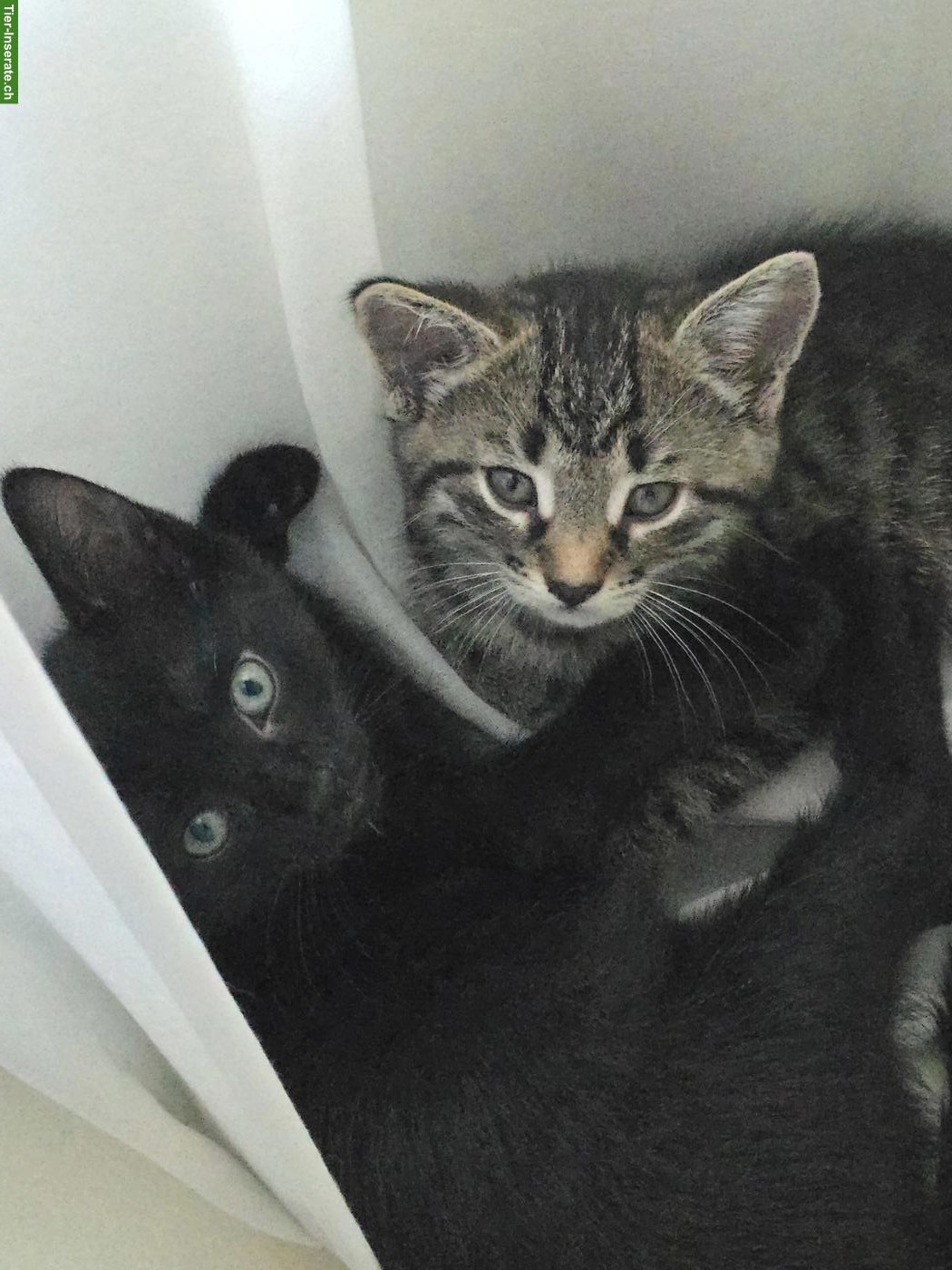 Bild 5: 3 süsse Kitten suchen ihr Zuhause