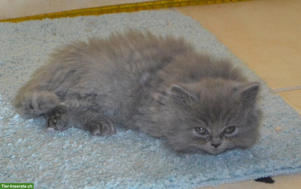 Britisch Langhaar Kitten mit Stammbaum