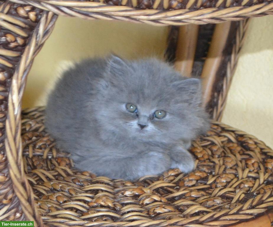 Bild 2: Britisch Langhaar Kitten mit Stammbaum