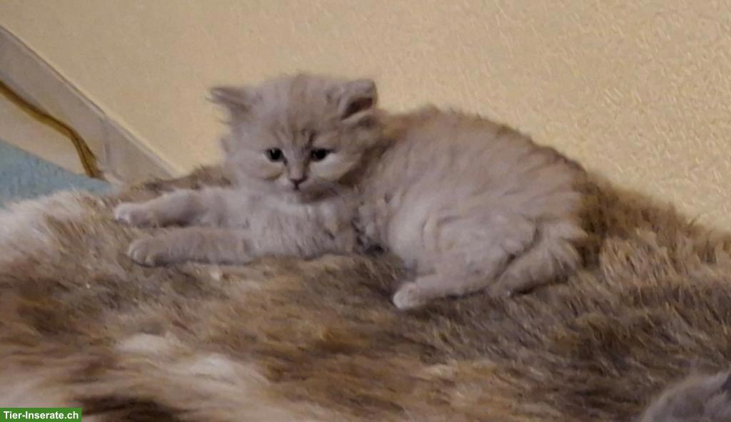 Bild 3: Britisch Langhaar Kitten mit Stammbaum