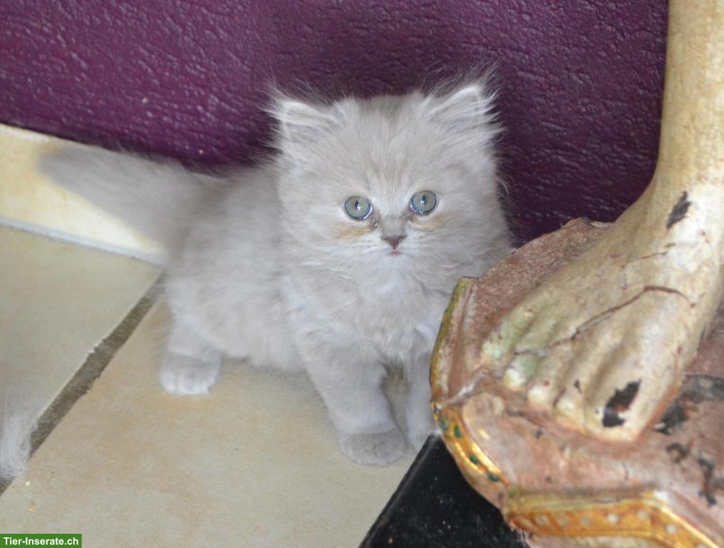 Bild 4: Britisch Langhaar Kitten mit Stammbaum