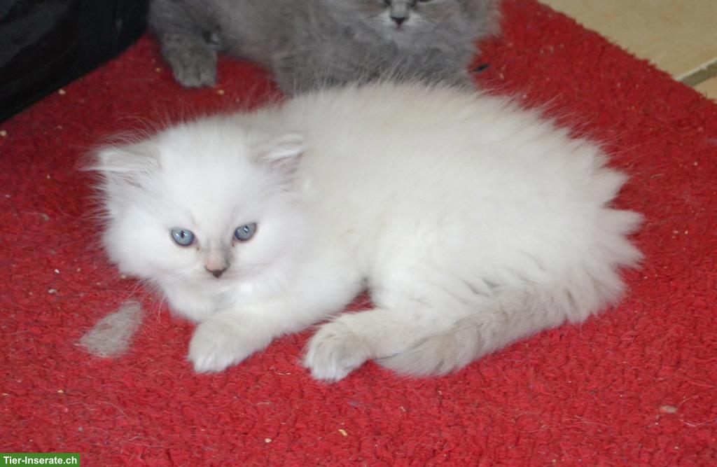 Bild 5: Britisch Langhaar Kitten mit Stammbaum