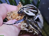 Goliathus goliatus, Goliathkäfer