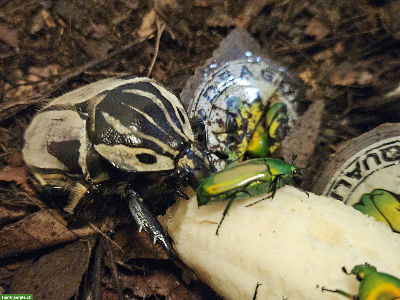 Bild 2: Goliathus goliatus, Goliathkäfer