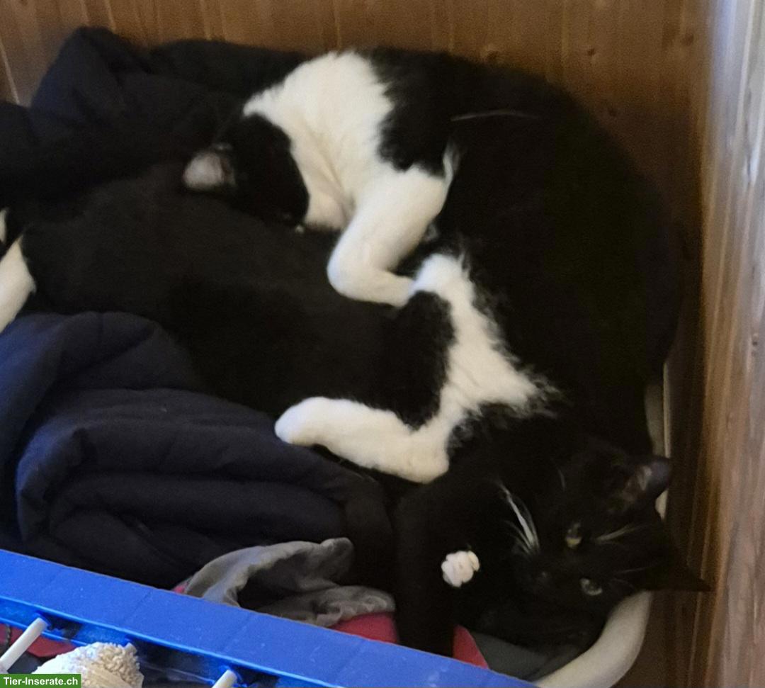 Katzen Traumpaar abzugeben