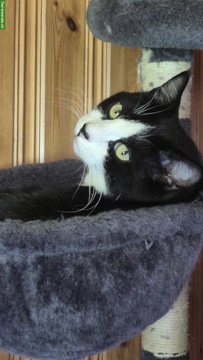 Bild 2: Katzen Traumpaar abzugeben