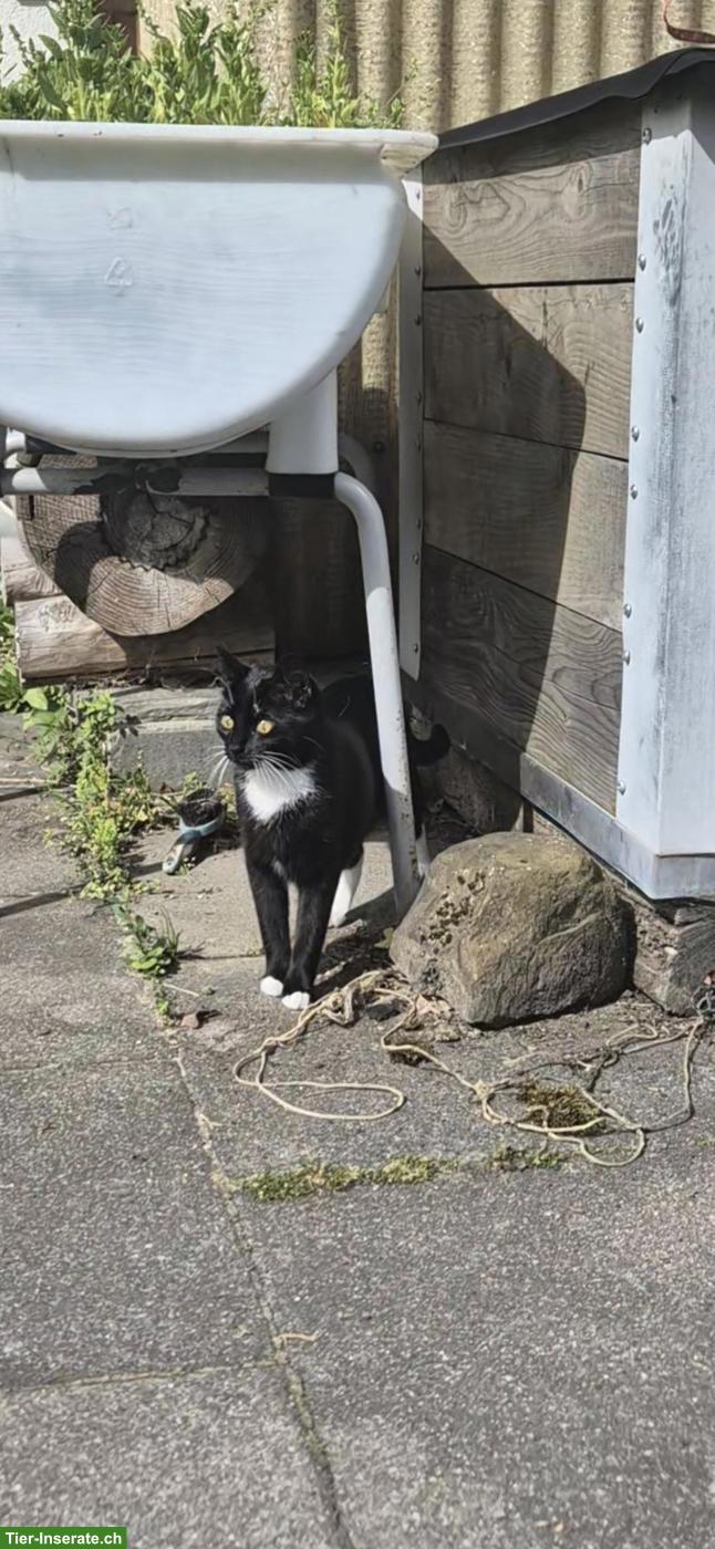 Bild 3: Katzen Traumpaar abzugeben