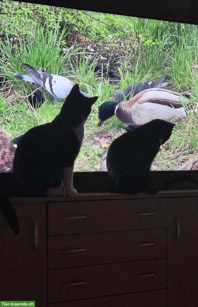 Bild 5: Katzen Traumpaar abzugeben