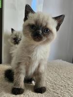 Ragdoll × BKH Kitten, stubenrein