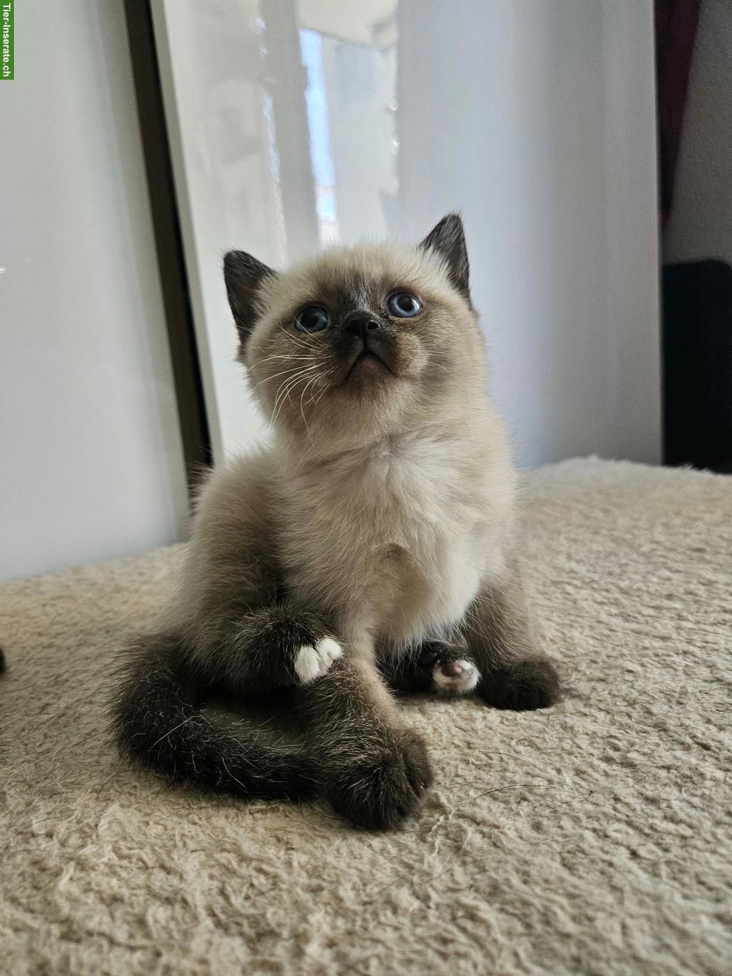 Bild 2: Ragdoll × BKH Kitten, stubenrein