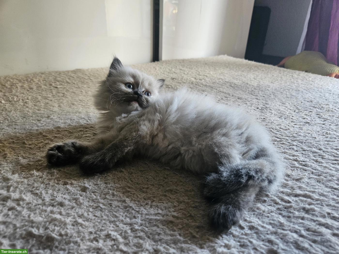 Bild 3: Ragdoll × BKH Kitten, stubenrein