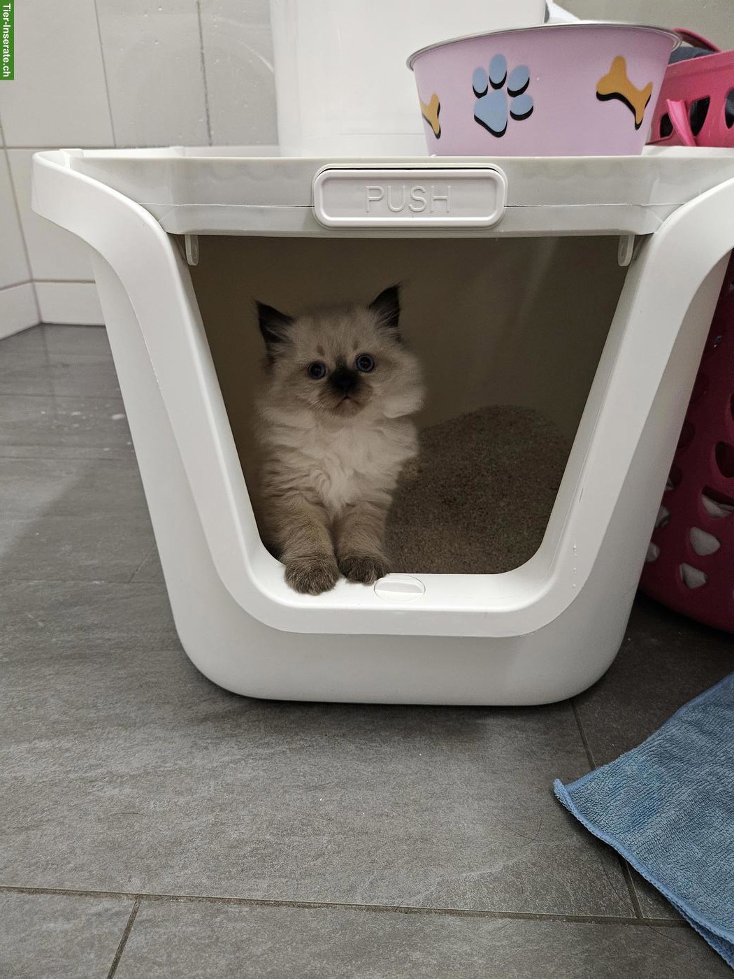 Bild 4: Ragdoll × BKH Kitten, stubenrein