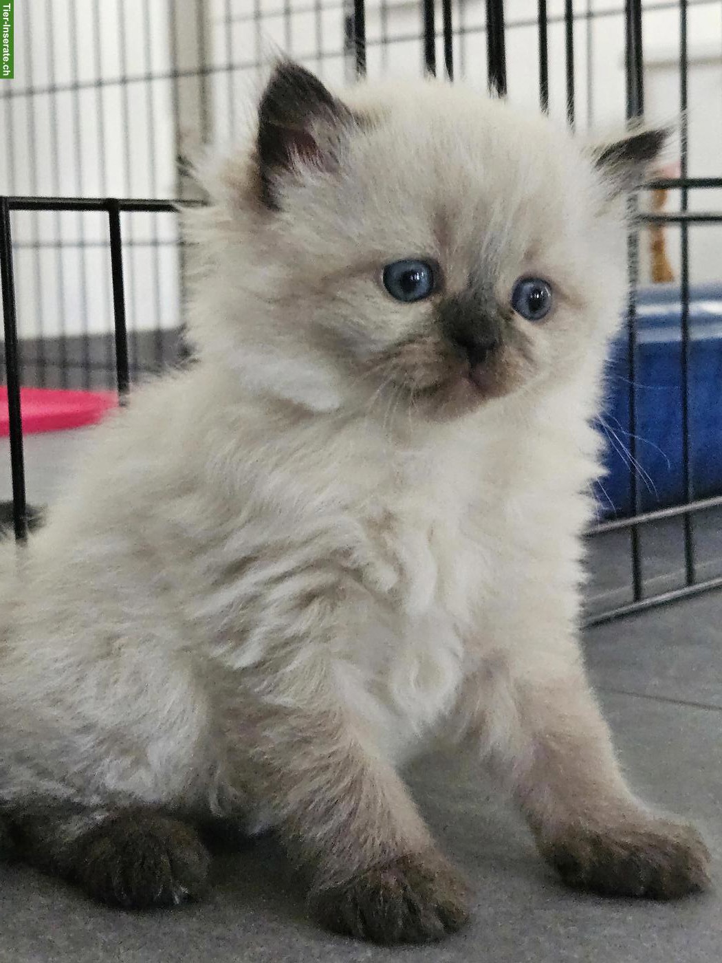 Bild 5: Ragdoll × BKH Kitten, stubenrein