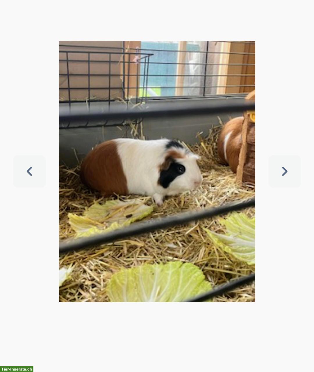 Glatthaar Meerschweinchen Kastrat
