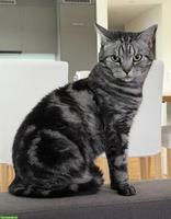 BKH Katze Sky sucht ein liebevolles Zuhause