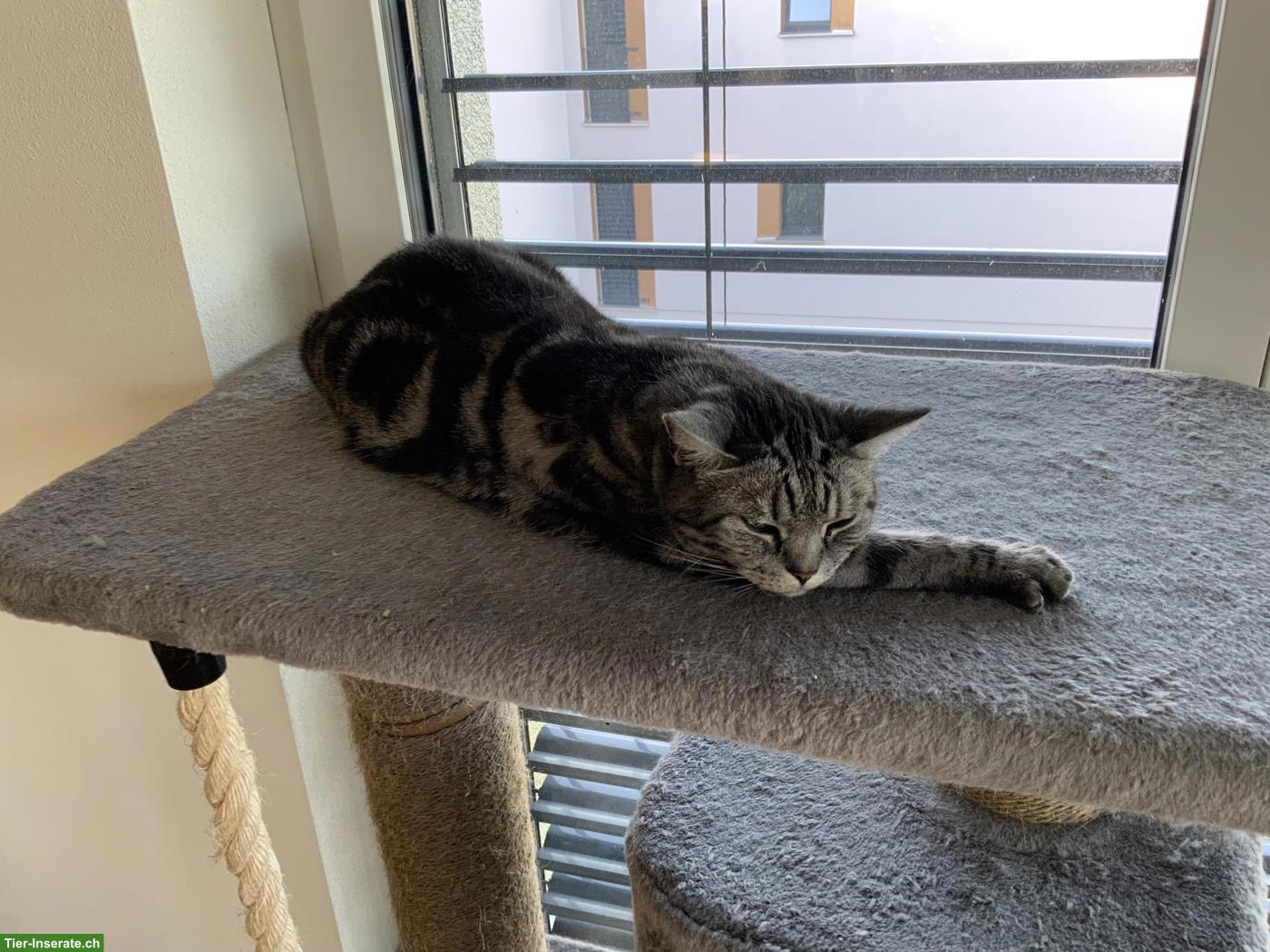 Bild 2: BKH Katze Sky sucht ein liebes Zuhause