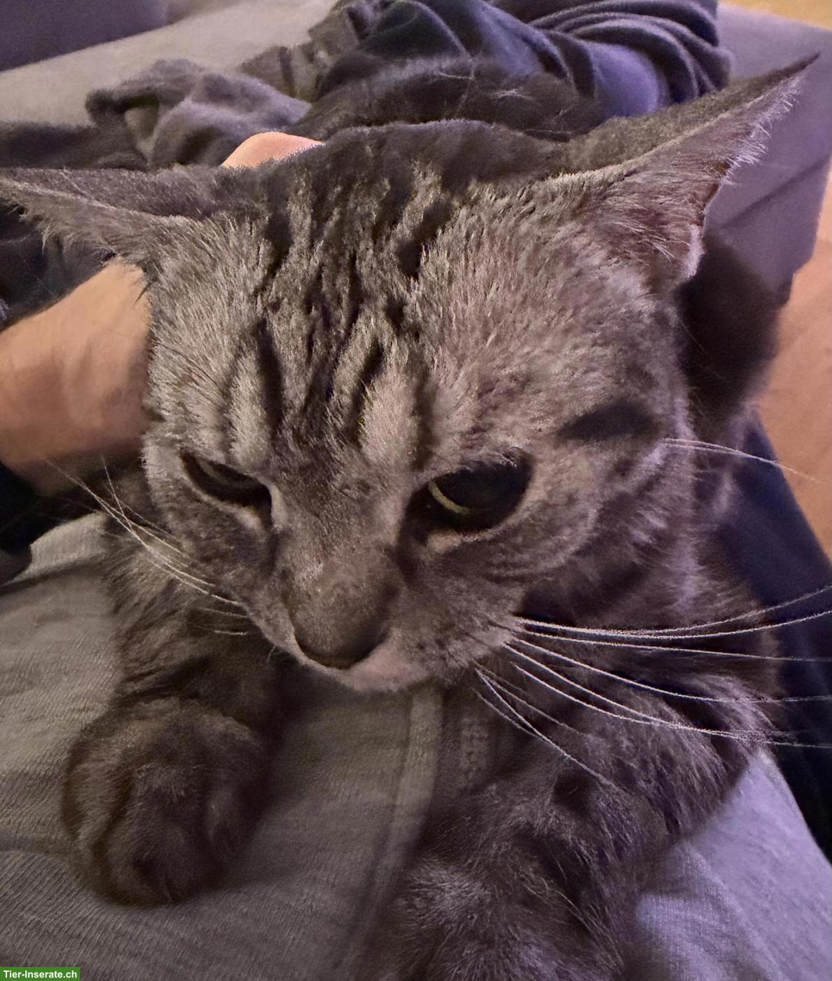 Bild 3: BKH Katze Sky sucht ein liebes Zuhause