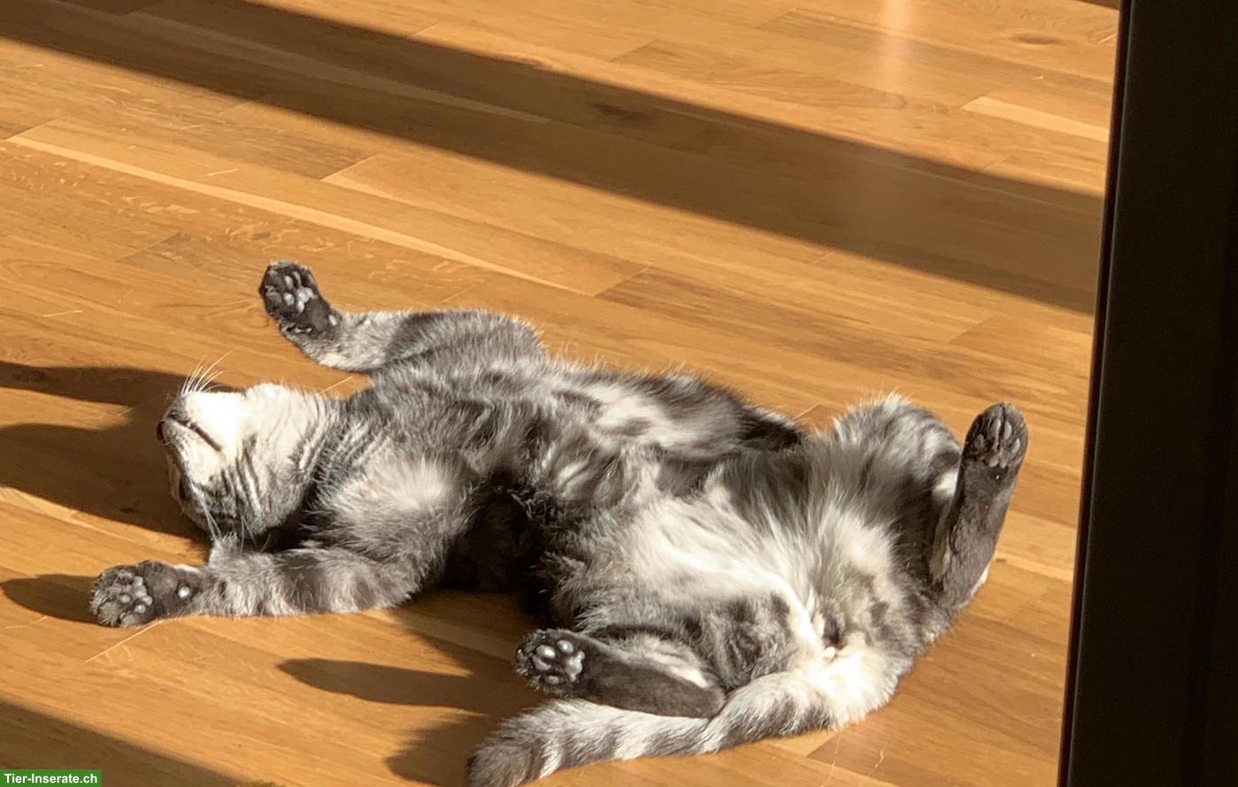 Bild 4: BKH Katze Sky sucht ein liebes Zuhause