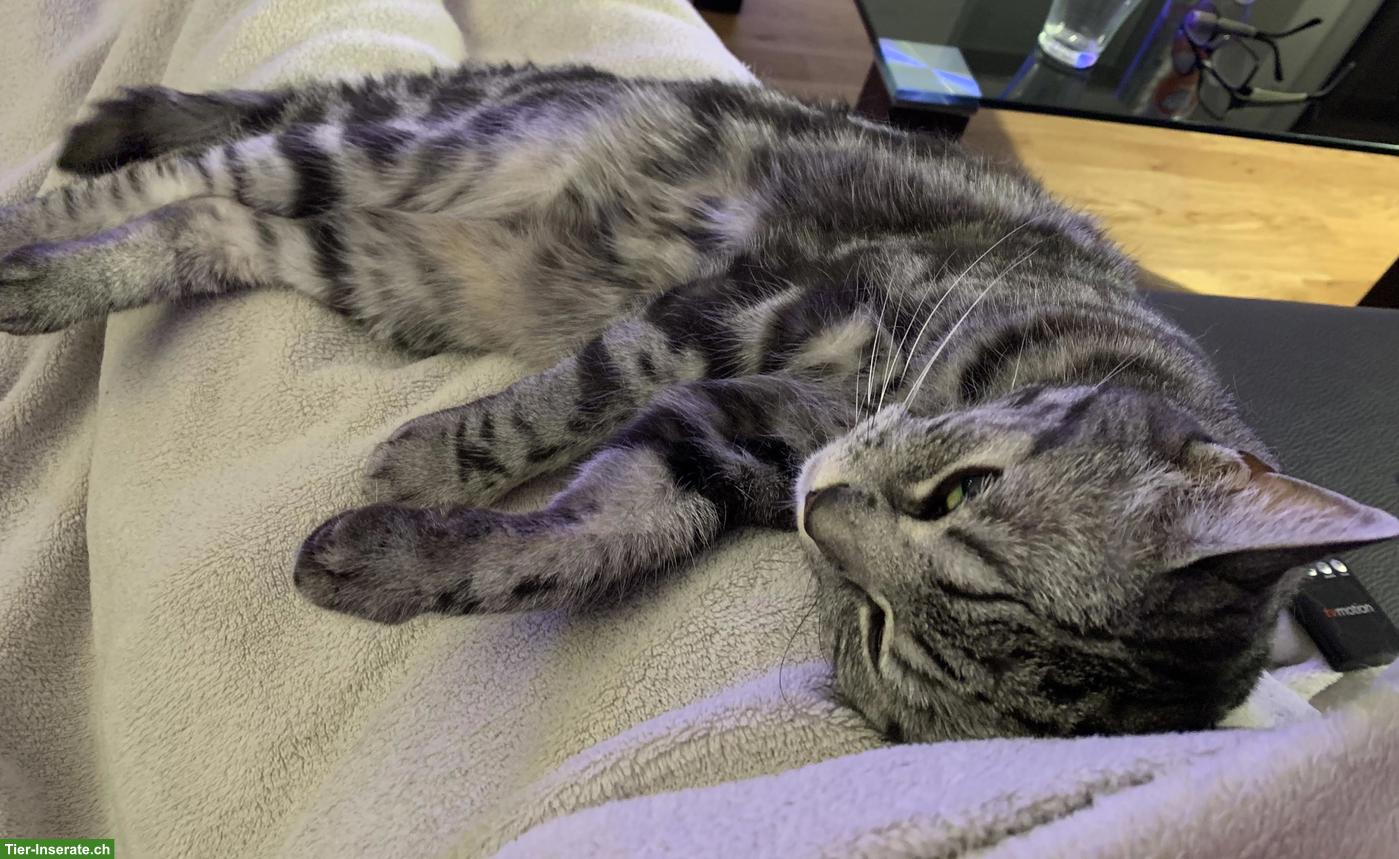 Bild 5: BKH Katze Sky sucht ein liebes Zuhause