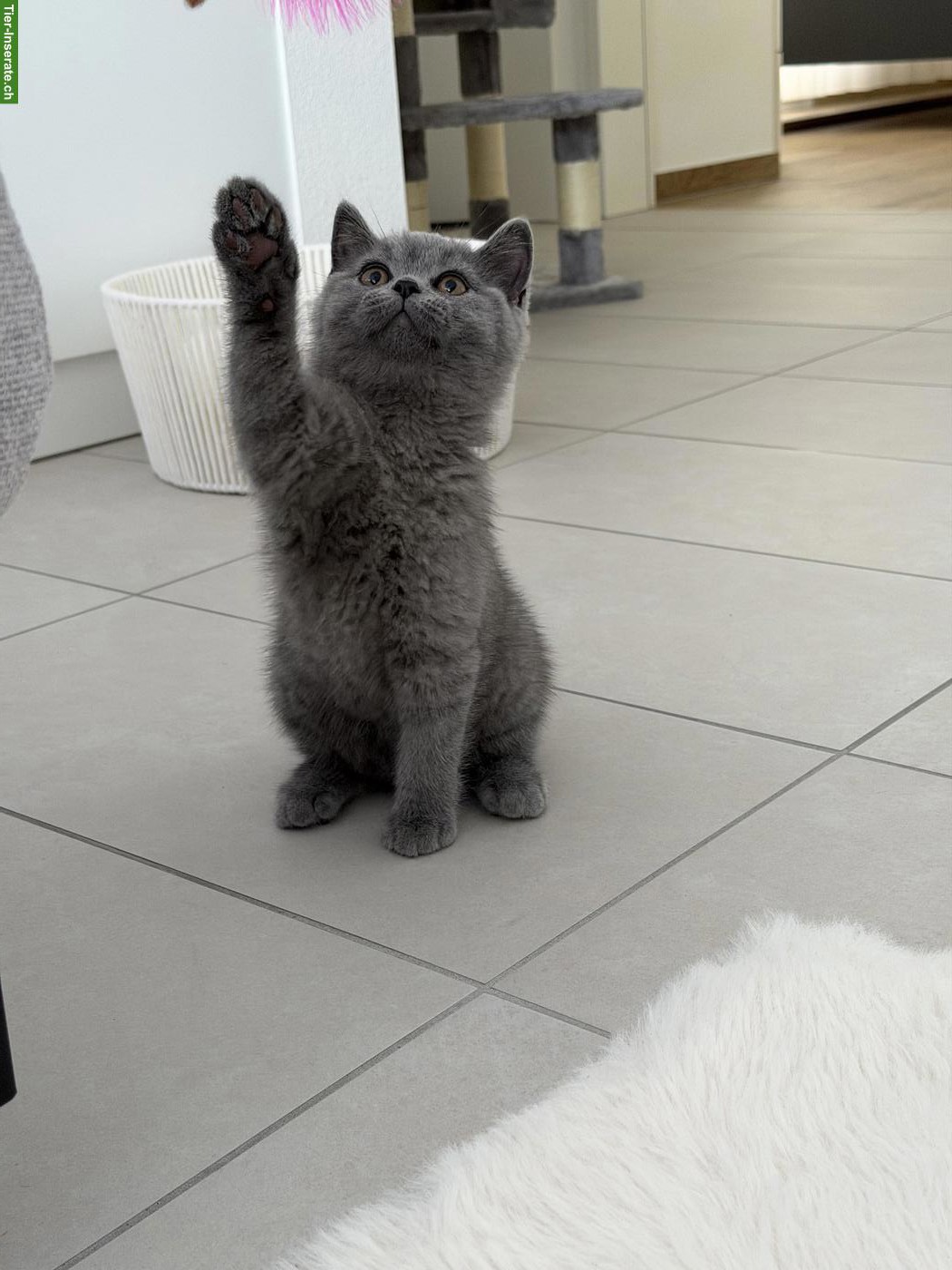 Bild 2: Britisch Kurzhaar Kater, 10 Wochen alt
