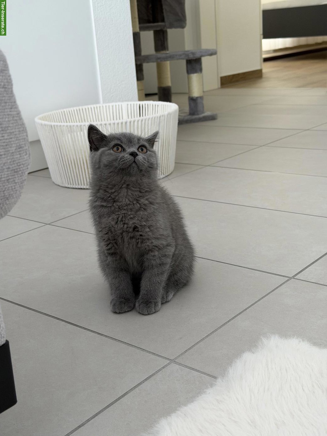 Bild 3: Britisch Kurzhaar Kater, 10 Wochen alt