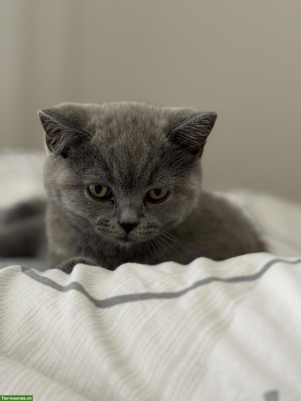 Bild 4: Britisch Kurzhaar Kater, 10 Wochen alt