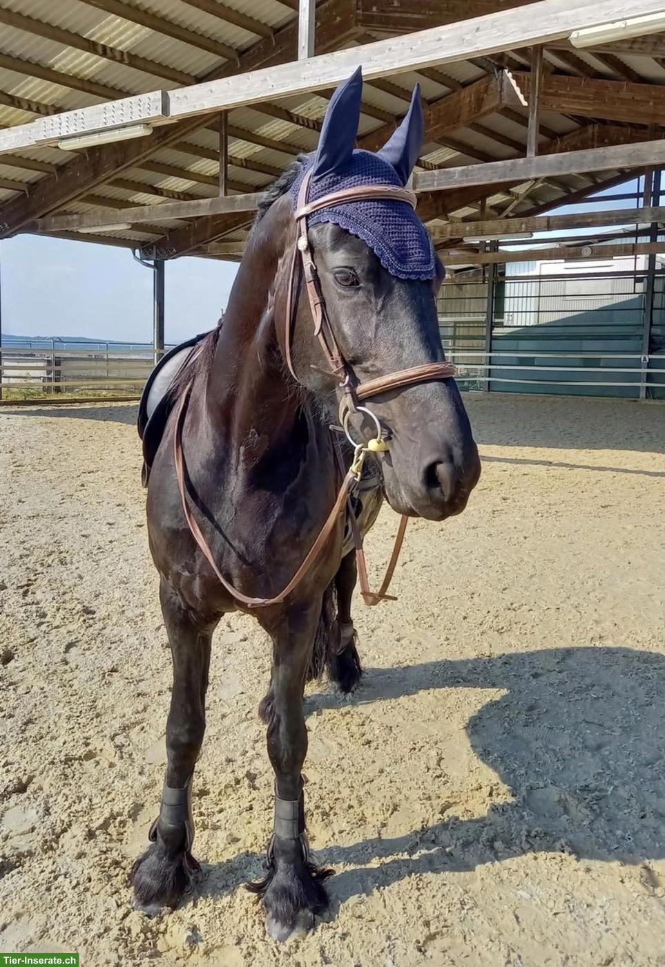 Suche Reitbeteiligung für meine Friesen Stute Tara